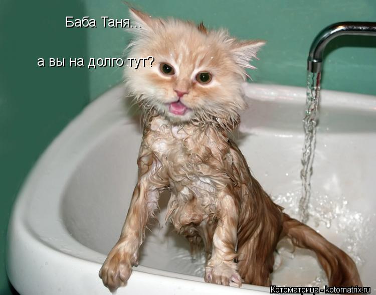 Котоматрица: Баба Таня... а вы на долго тут?
