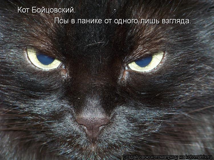 Котоматрица: Кот Бойцовский. Псы в панике от одного лишь взгляда.