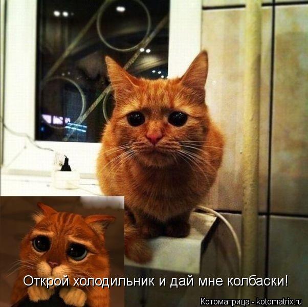 Котоматрица: Открой холодильник и дай мне колбаски!