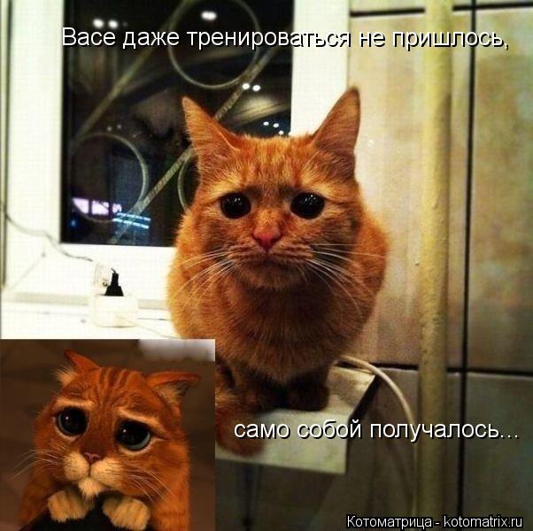 Котоматрица: Васе даже тренироваться не пришлось, само собой получалось...