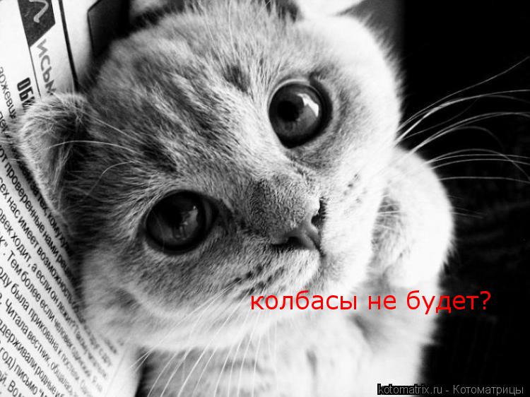 Котоматрица: колбасы не будет?
