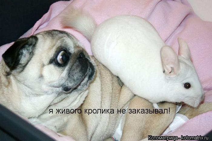 Котоматрица: я живого кролика не заказывал!