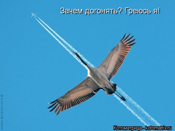 Котоматрица: Зачем догонять? Греюсь я!