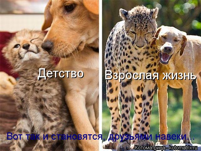 Котоматрица: Детство Взрослая жизнь Вот так и становятся, друзьями навеки...