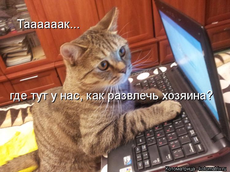 Котоматрица: Таааааак... где тут у нас, как развлечь хозяина?