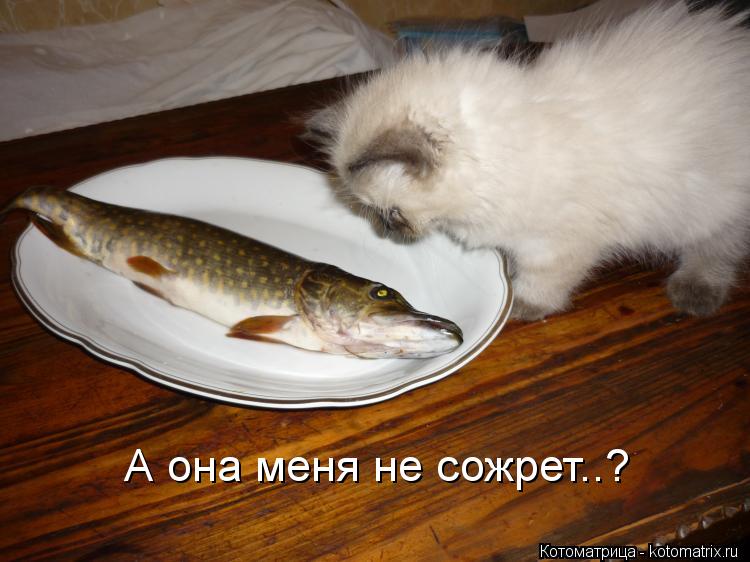 Котоматрица: А она меня не сожрет..?