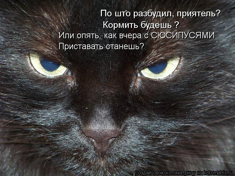 По што разбудил, приятель? Кормить будешь ? Или опять, как вчера с СЮСИПУСЯМИ Приставать станешь?... Котоматрица: По што разбудил, приятель? Кормить будешь ? Или опять, как вчера с СЮСИПУСЯМИ Приставать станешь?