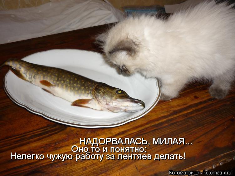 НАДОРВАЛАСЬ, МИЛАЯ... Оно то и понятно: Нелегко чужую работу за лентяев делать!... Котоматрица: НАДОРВАЛАСЬ, МИЛАЯ... Оно то и понятно: Нелегко чужую работу за лентяев делать!