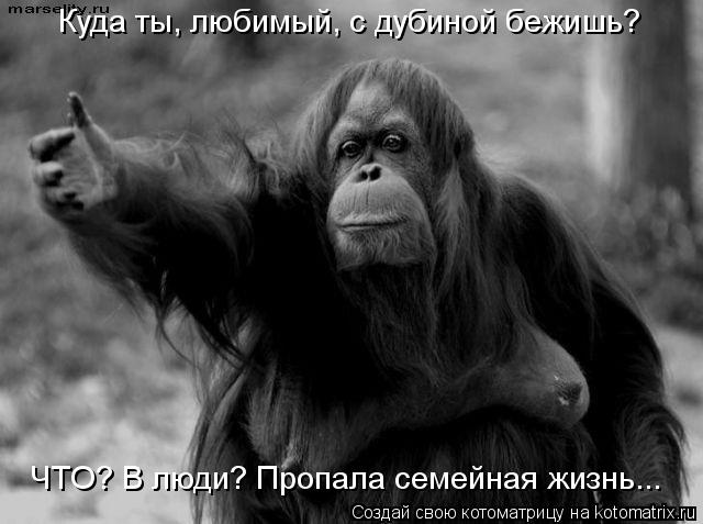 Котоматрица: Куда ты, любимый, с дубиной бежишь? ЧТО? В люди? Пропала семейная жизнь...
