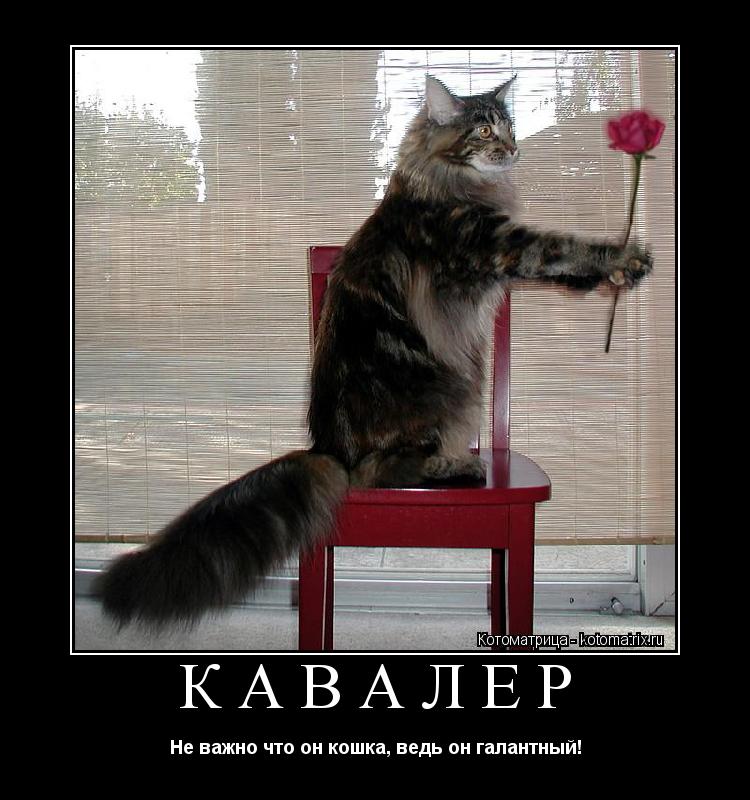 кавалер Не важно что он кошка, ведь он галантный!... Котоматрица: кавалер Не важно что он кошка, ведь он галантный!