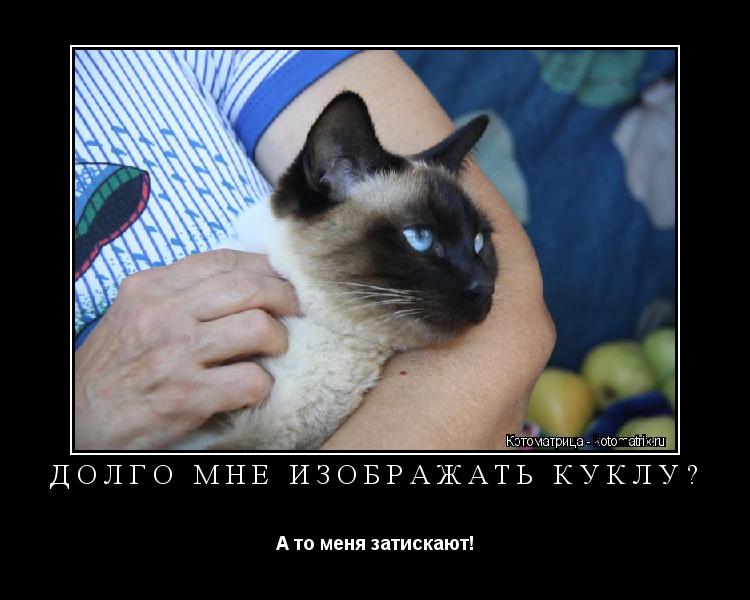 Долго мне изображать куклу? А то меня затискают!... Котоматрица: Долго мне изображать куклу? А то меня затискают!