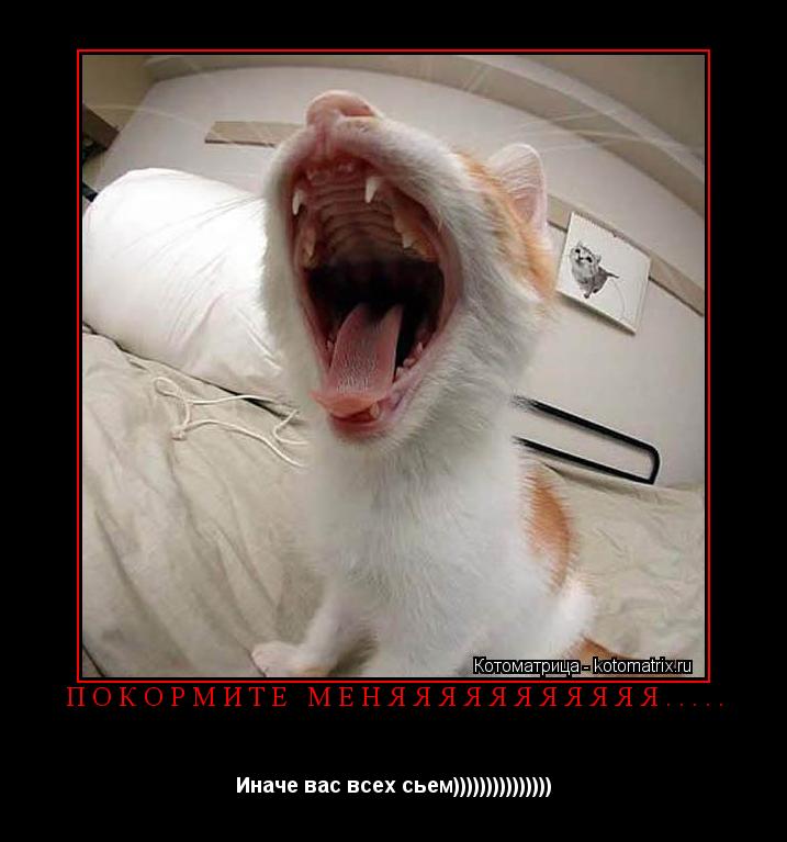 ПОКОРМИТЕ МЕНЯЯЯЯЯЯЯЯЯЯЯ..... Иначе вас всех сьем)))))))))))))))... Котоматрица: ПОКОРМИТЕ МЕНЯЯЯЯЯЯЯЯЯЯЯ..... Иначе вас всех сьем)))))))))))))))