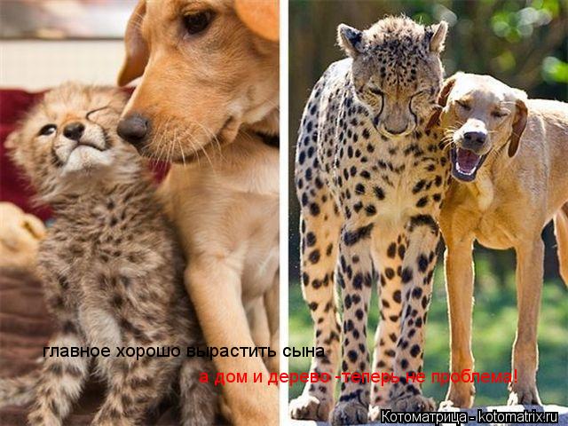 Котоматрица: главное хорошо вырастить сына а дом и дерево -теперь не проблема!