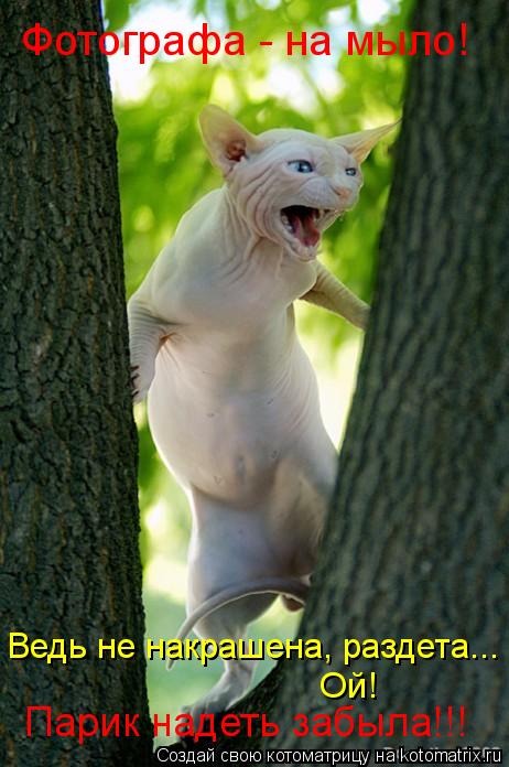Фотографа - на мыло! Ведь не накрашена, раздета... Ой! Парик надеть забыла!!!... Котоматрица: Фотографа - на мыло! Ведь не накрашена, раздета... Ой! Парик надеть забыла!!!