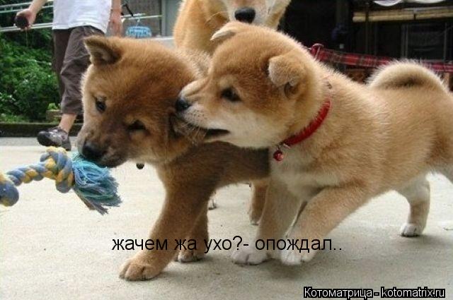 жачем жа ухо?- опождал..... Котоматрица: жачем жа ухо?- опождал..