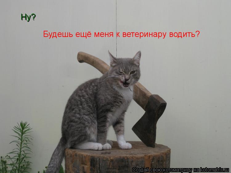 Котоматрица: Ну? Будешь ещё меня к ветеринару водить?