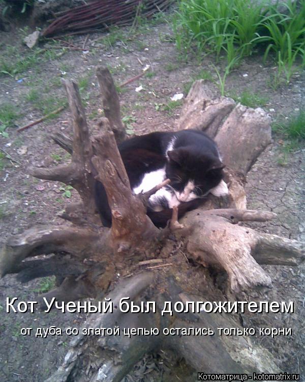 Котоматрица: Кот Ученый был долгожителем Кот Ученый был долгожителем от дуба со златой цепью остались только корни от дуба со златой цепью остались тол