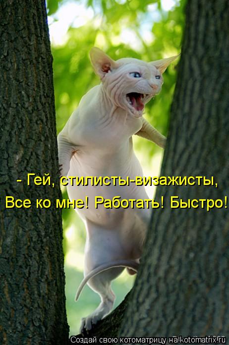 - Гей, стилисты-визажисты, Все ко мне! Работать! Быстро!... Котоматрица: - Гей, стилисты-визажисты, Все ко мне! Работать! Быстро!