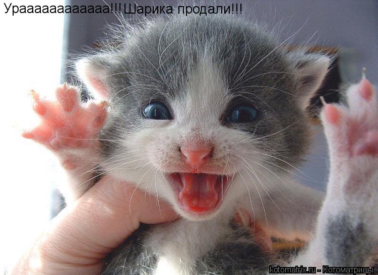 Котоматрица: Ураааааааааааа!!! Шарика продали!!!
