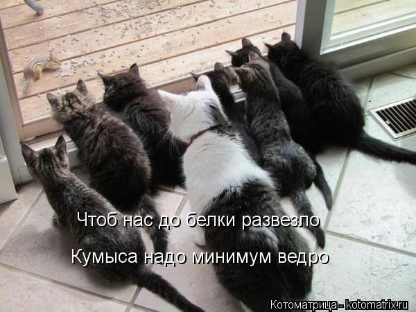 Чтоб нас до белки развезло Кумыса надо минимум ведро... Котоматрица: Чтоб нас до белки развезло Кумыса надо минимум ведро