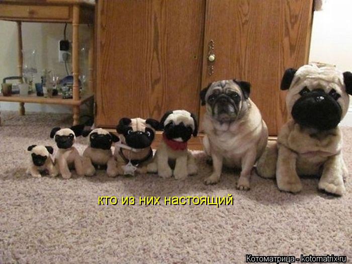 Котоматрица: кто из них настоящий