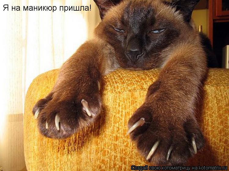 Котоматрица: Я на маникюр пришла!