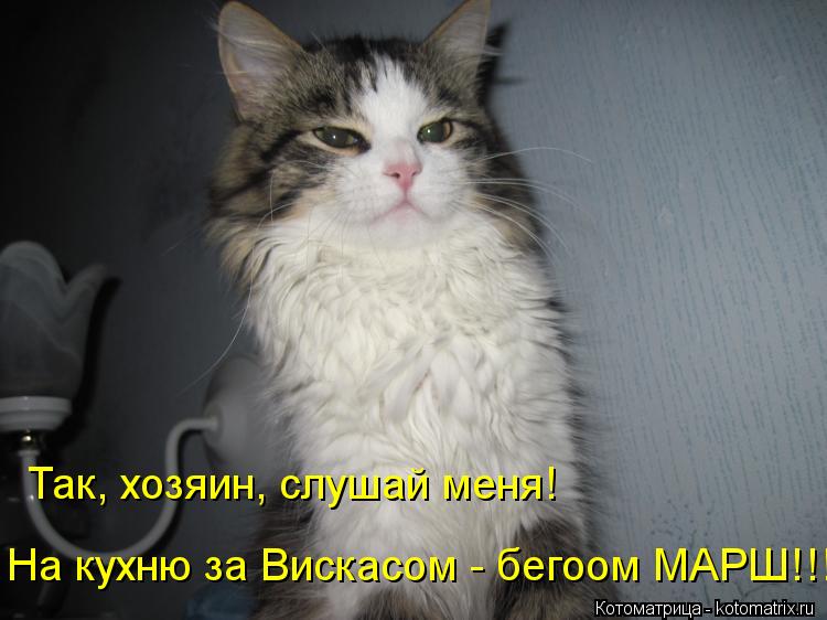 Котоматрица: Так, хозяин, слушай меня! На кухню за Вискасом - бегоом МАРШ!!!