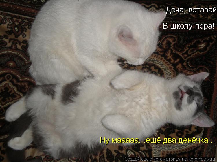 Котоматрица: Доча, вставай. В школу пора! Ну мааааа...ещё два денёчка....