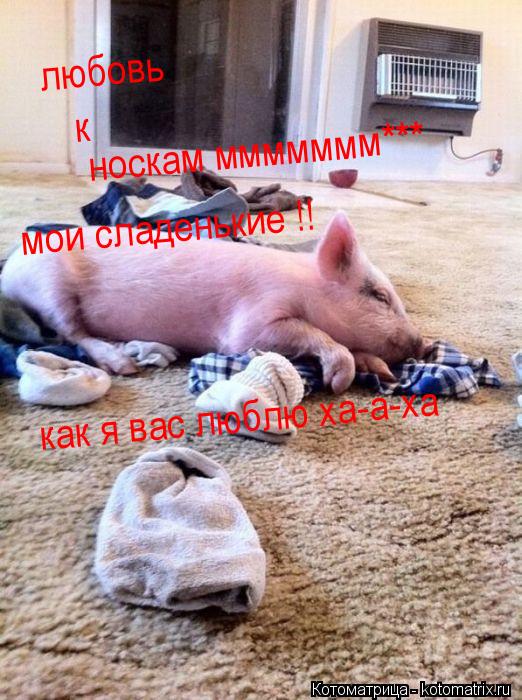 Котоматрица: любовь к носкам ммммммм***  мои сладенькие !! как я вас люблю ха-а-ха