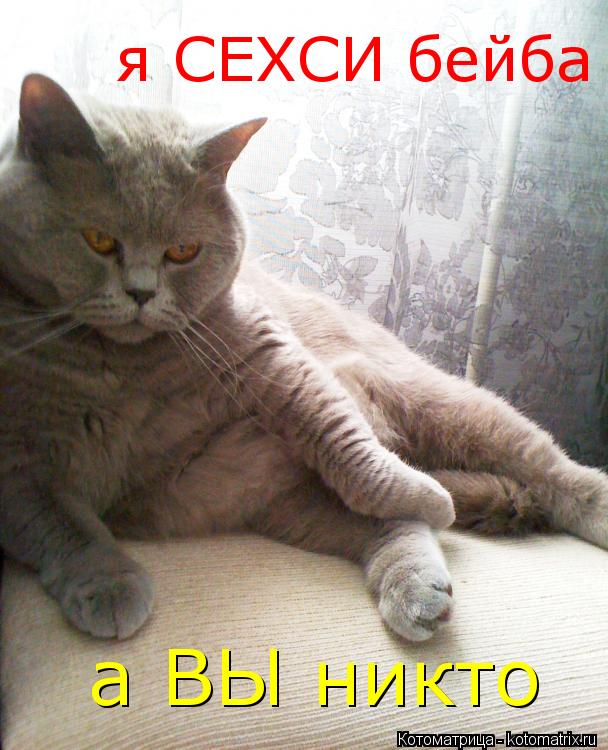 Котоматрица: а ВЫ никто я СЕХСИ бейба