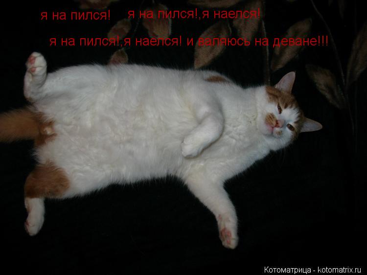 Котоматрица: я на пился! я на пился!,я наелся! я на пился!,я наелся! и валяюсь на деване!!!