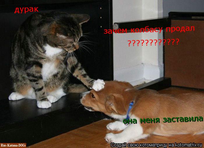 Котоматрица: она меня заставила дурак зачем колбасу продал ????????????