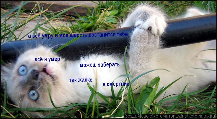 Котоматрица: а всё умру и моя шерсть достанится тебе  всё я умер  можеш заберать  так жалко я смертник