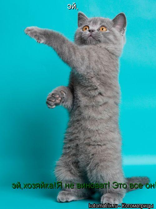 Котоматрица: эй, эй,хозяйка!Я не виноват! Это все он!