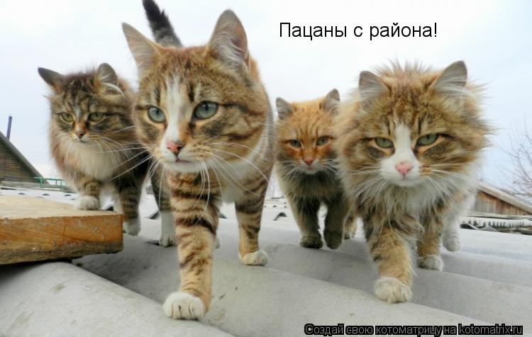 Котоматрица: Пацаны с района!