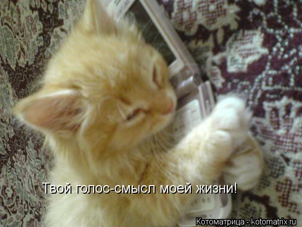 Котоматрица: Твой голос-смысл моей жизни!