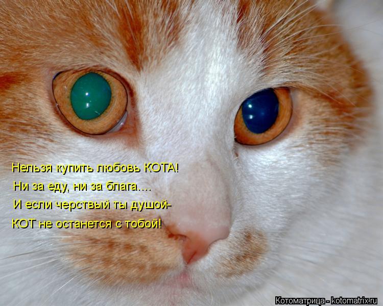 Котоматрица: Нельзя купить любовь КОТА! Ни за еду, ни за блага.... И если черствый ты душой- КОТ не останется с тобой!