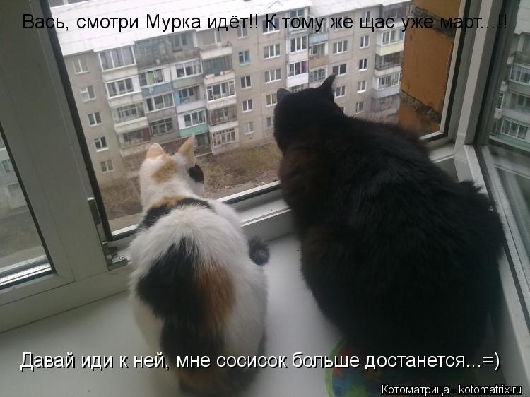 Котоматрица: Давай иди к ней, мне сосисок больше достанется...=) Вась, смотри Мурка идёт!! К тому же щас уже март...!!