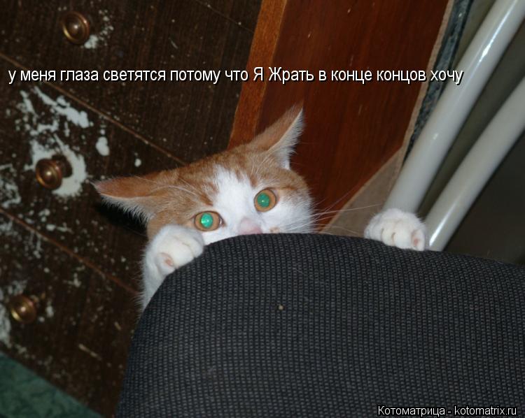 Котоматрица: у меня глаза светятся потому что Я Жрать в конце концов хочу