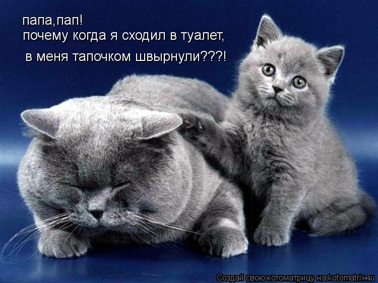 Котоматрица: папа,пап! почему когда я сходил в туалет, в меня тапочком швырнули???!