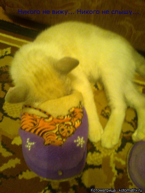 Котоматрица: Никого не вижу... Никого не слышу...