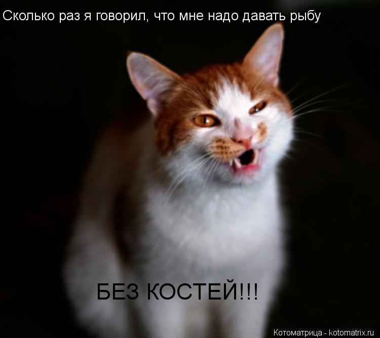 Котоматрица: Сколько раз я говорил, что мне надо давать рыбу БЕЗ КОСТЕЙ!!!