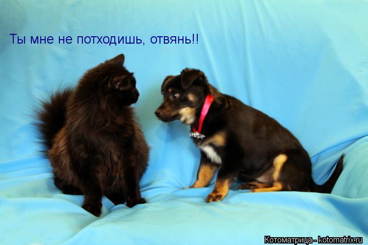 Котоматрица: Ты мне не потходишь, отвянь!!