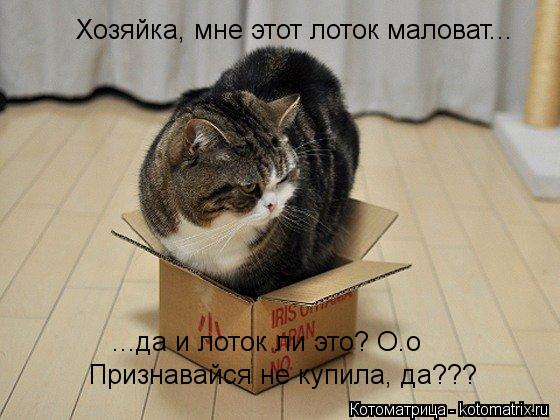 Котоматрица: Хозяйка, мне этот лоток маловат... ...да и лоток ли это? О.о Признавайся не купила, да???