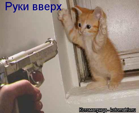 Котоматрица: Руки вверх