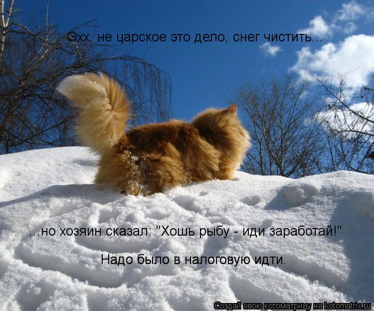 ...но хозяин сказал: "Хошь рыбу - иди заработай!" Эхх, не царское это дело, снег чистить... Надо было... Котоматрица: ...но хозяин сказал: "Хошь рыбу - иди заработай!" Эхх, не царское это дело, снег чистить... Надо было в налоговую идти. Надо было в налоговую идти.