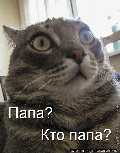 Котоматрица: Папа? Кто папа?