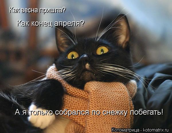 Котоматрица: Как весна пришла? Как конец апреля? А я только собрался по снежку побегать!