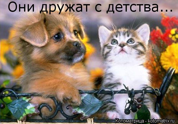 Они дружат с детства...... Котоматрица: Они дружат с детства...