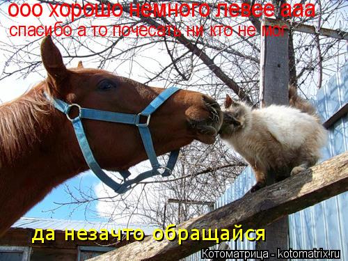 Котоматрица: да незачто обращайся ооо хорошо немного левее ааа  спасибо а то почесать ни кто не мог